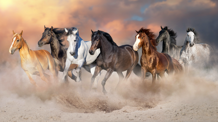 Wild Autumn Gallop Artwork L210x W110 CM